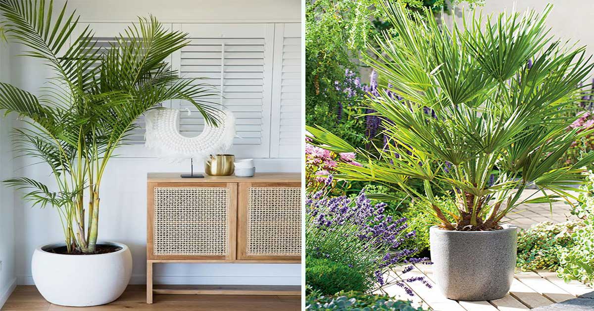 Conseils culture palmiers : planter palmiers interieur & exterieur