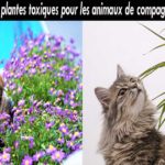 Méfiez-vous de ces plantes ! Elles sont toxiques pour votre animal de compagnie