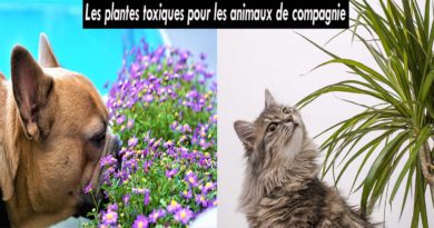 plantes toxiques animaux