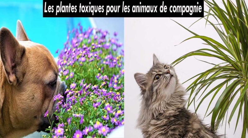 plantes toxiques animaux