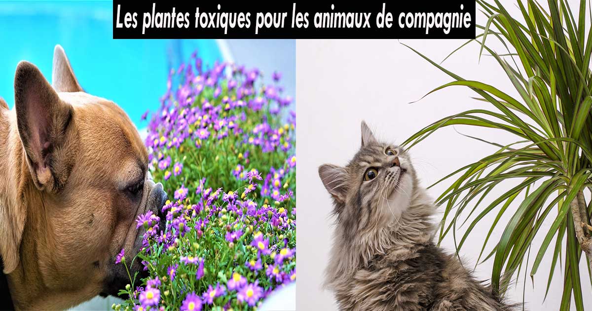 Plantes Toxiques Pour Chien Chat Lys Persil Azalee Hortensia Plantes Toxiques Pour Chien Chat Lys Persil Azalee Hortensia