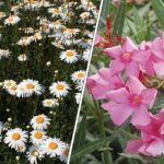 plantes toxiques enfant