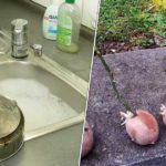 Jardin et maison : toutes les astuces qu’on peut faire avec les pommes de terre