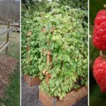 conseil planter framboiser