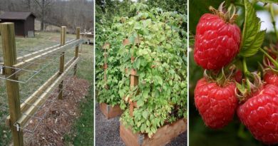 conseil planter framboiser