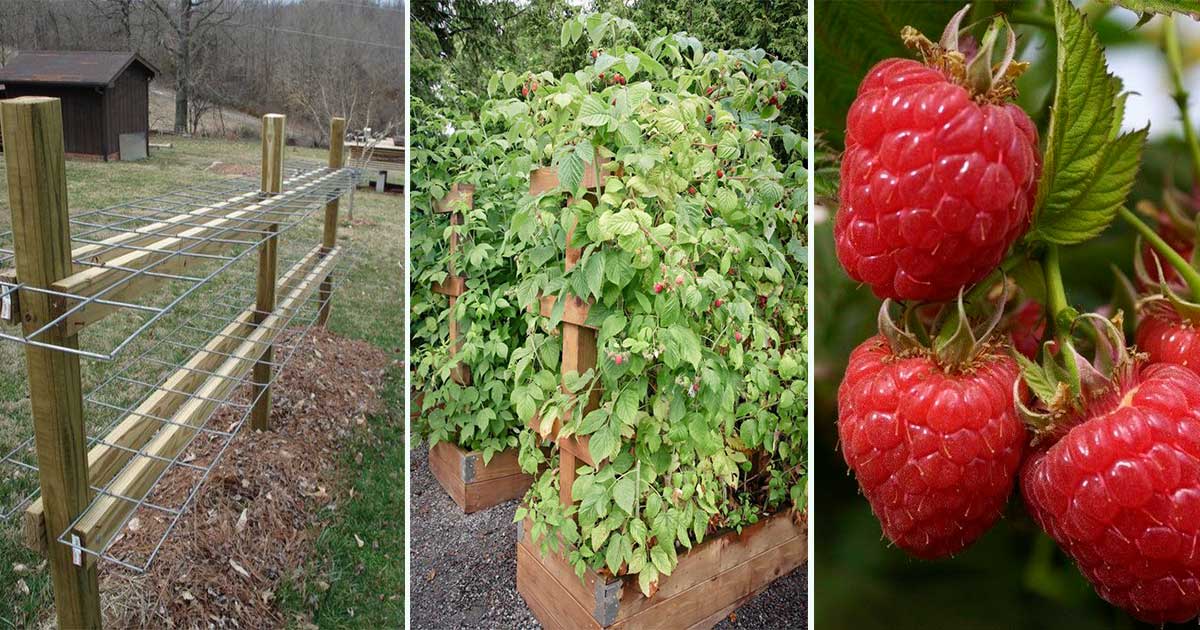 Planter des framboisiers : quand et comment faire sa plantation ?