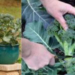 culture brocoli