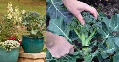 culture brocoli