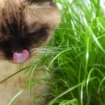 5 astuces pour empêcher votre chat de manger vos plantes