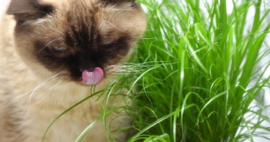 eloigner chat plantes
