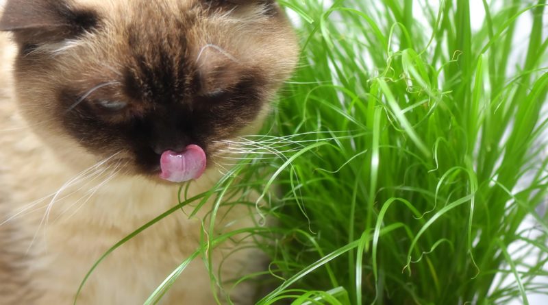 eloigner chat plantes