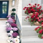 culture geranium