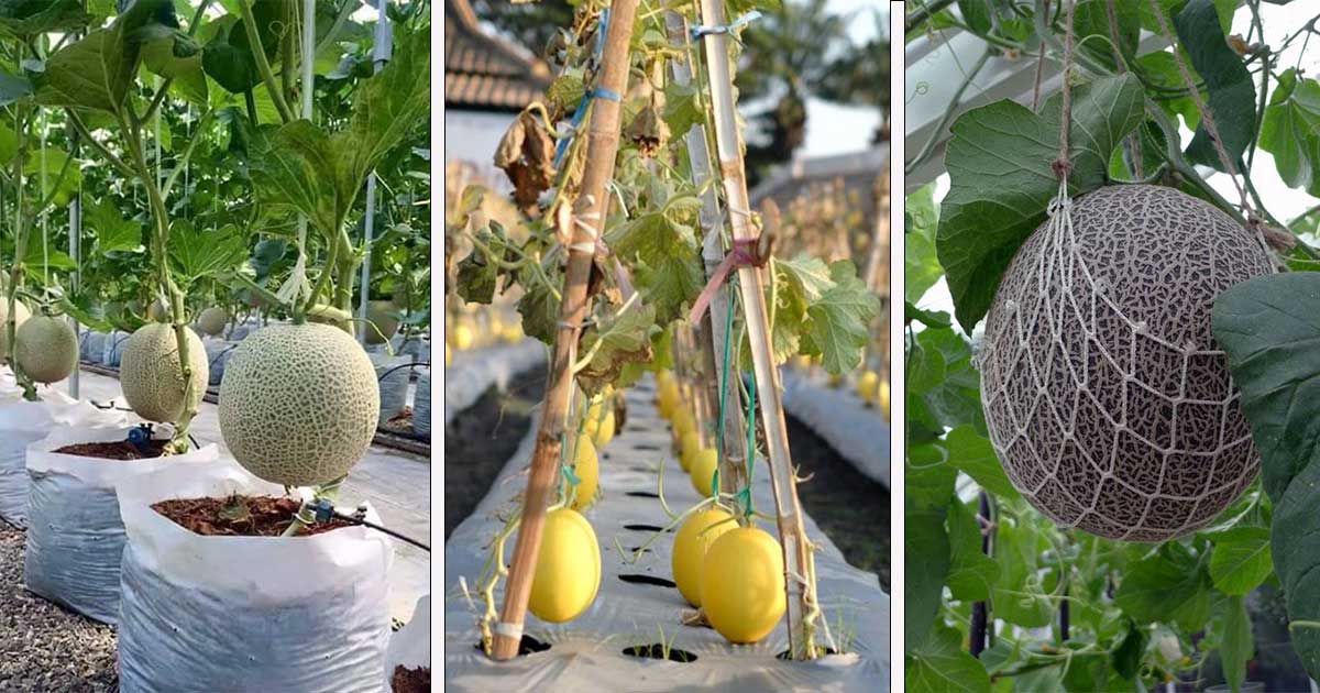 Culture melon au jardin : serre chauffée ou jardin potager