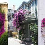 Quelles fleurs planter sur ses fenêtres et son balcon ?