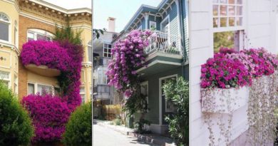 decoration fenetre fleurs