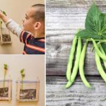 comment planter les haricots dans un sac en plastique !