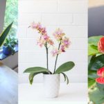 plante purifier air