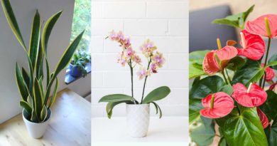 plante purifier air