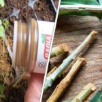 utilisations cannelle au jardin