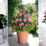 cultiver rosier pot