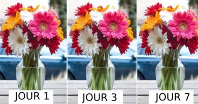 conserever fleurs coupée