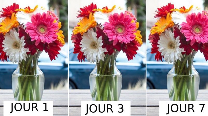 conserever fleurs coupée