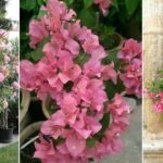culture laurier rose
