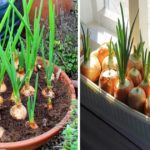 Cultiver des oignons et des échalotes, des plantes peu exigeantes