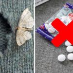 Solutions naturelles contre les mites et les papillons de nuits