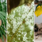 entretien plantes intéerieures