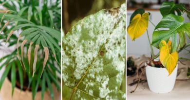 entretien plantes intéerieures