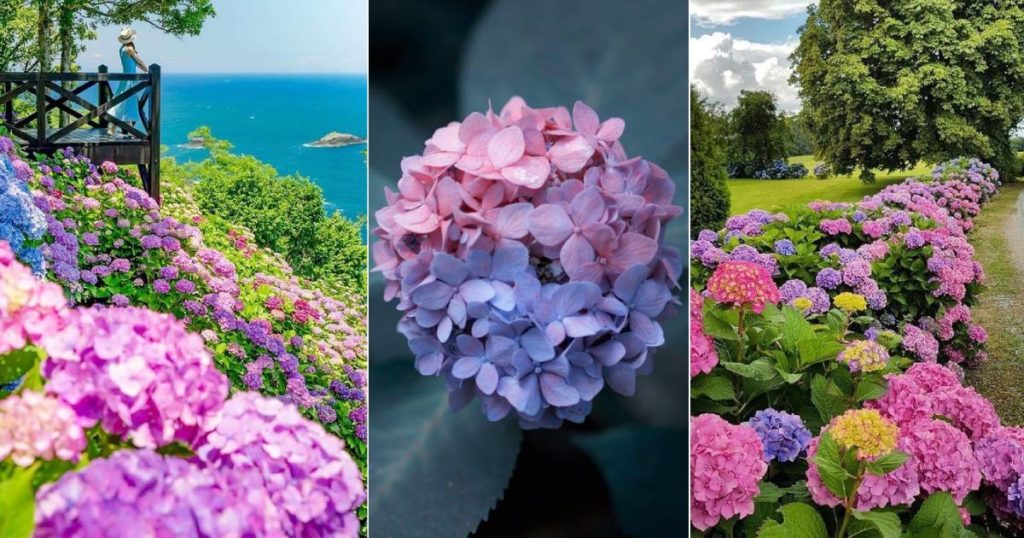 types hortensias