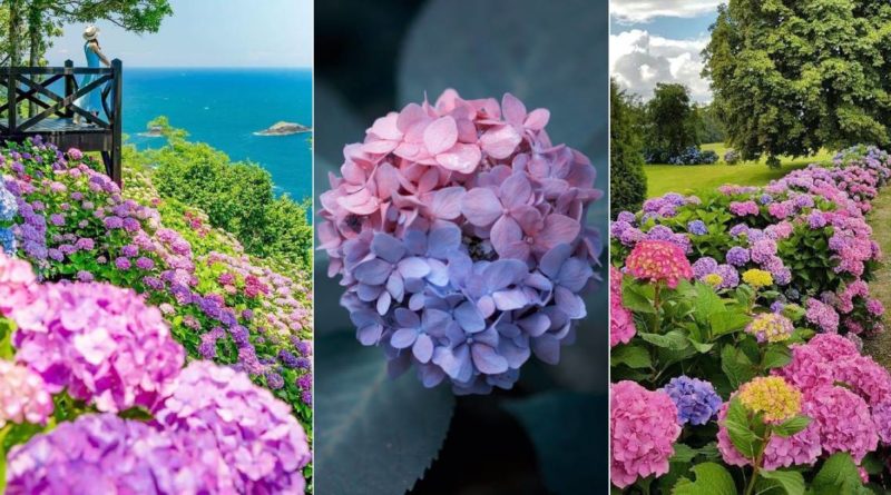 types hortensias