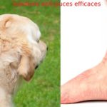 lutte antipuce