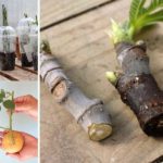 Le bouturage : une méthode classique et facile pour l’extension de votre jardin