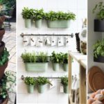 culture plantes aromatiques pot