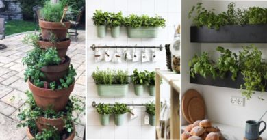 culture plantes aromatiques pot