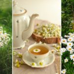 La camomille, une belle plante facile à cultiver