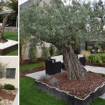Conseils pour cultiver un olivier dans son jardin