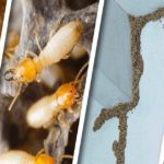 Termites : comment prévenir et guérir