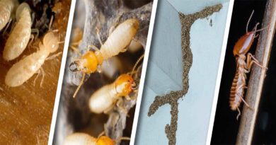 solutions termite