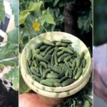 La culture des cornichons dans son jardin potager ou sa parcelle de terre