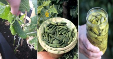 cultiver cornichon