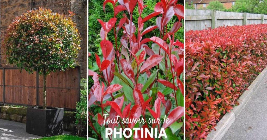 culture photinia