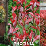 culture photinia