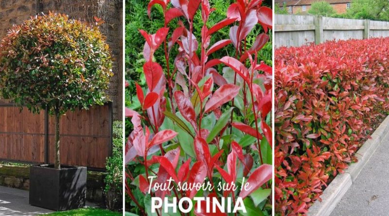 culture photinia