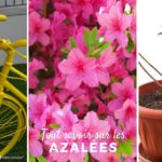 culture azalee