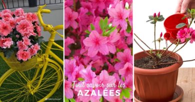 culture azalee
