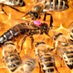 elevage reine abeille