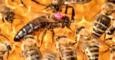 elevage reine abeille